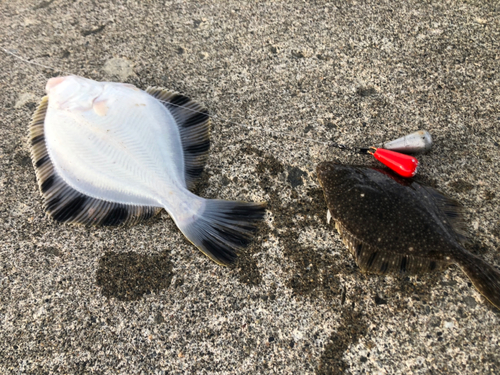 カレイの釣果