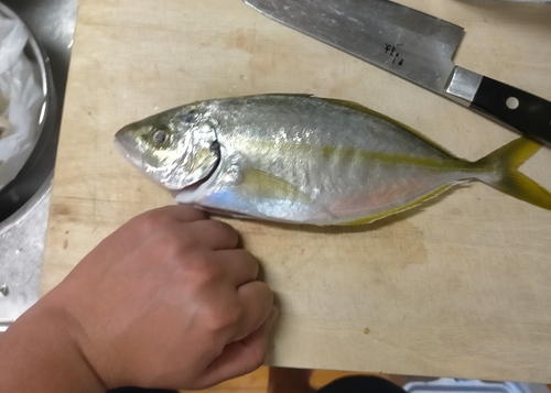 シマアジの釣果