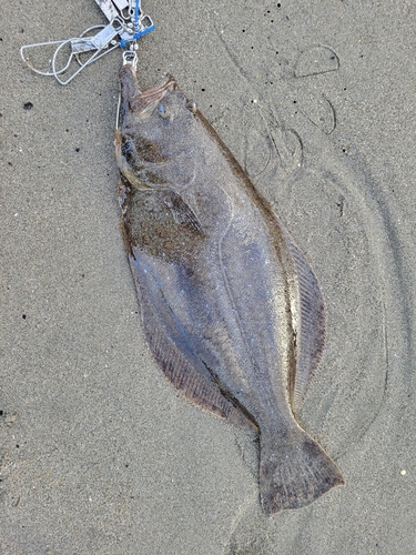 ヒラメの釣果