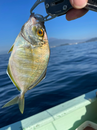 カイワリの釣果