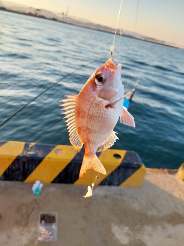 カワハギの釣果