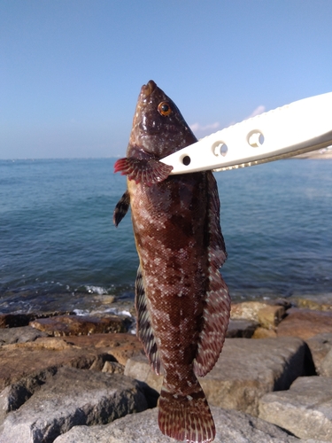 アイナメの釣果