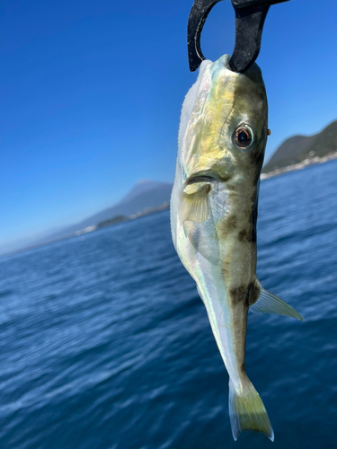 シロサバフグの釣果