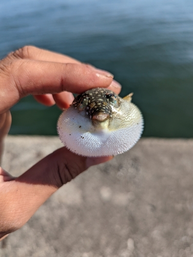 マハゼの釣果