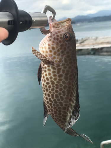 オオモンハタの釣果