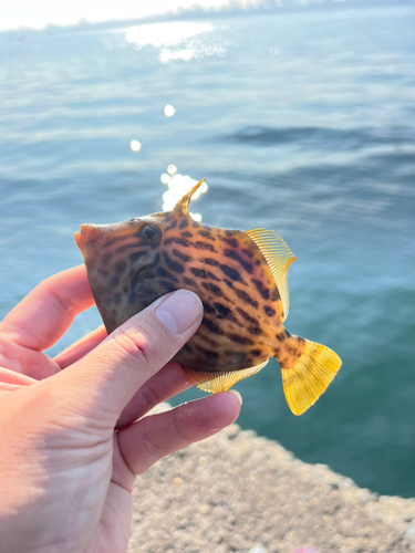 カワハギの釣果