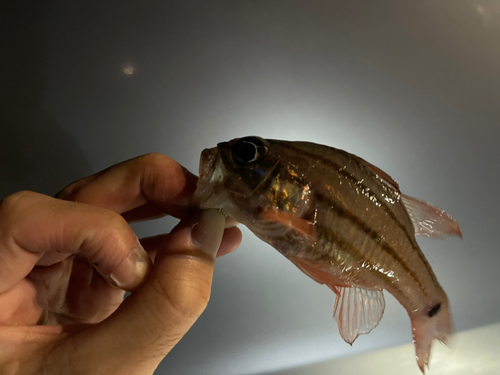 ネンブツダイの釣果