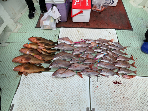 マダイの釣果