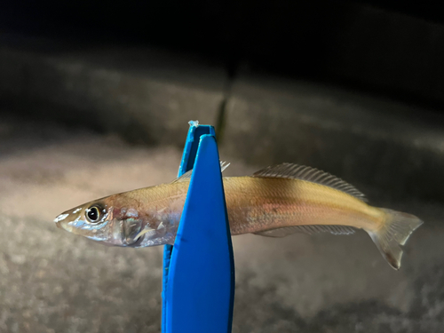 キスの釣果