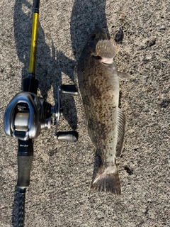 アイナメの釣果