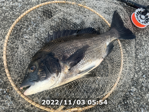 クロダイの釣果