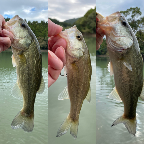 ブラックバスの釣果