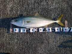 ワラサの釣果