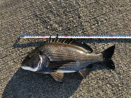 チヌの釣果