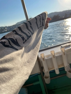 カワハギの釣果