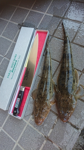 マゴチの釣果