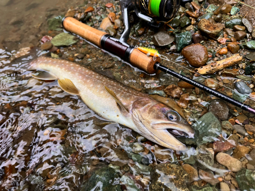 エゾイワナの釣果