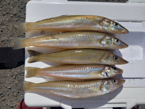 シロギスの釣果