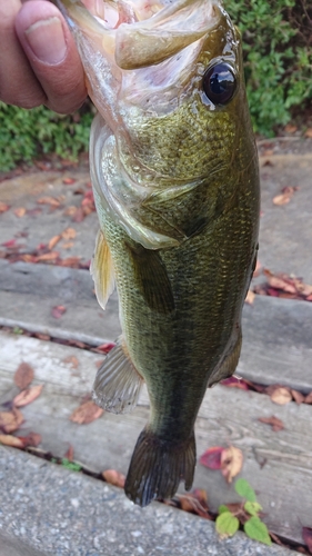 ラージマウスバスの釣果