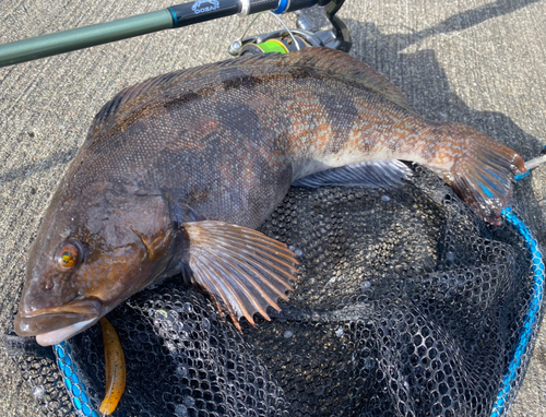 アイナメの釣果