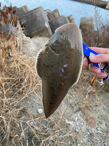 シタビラメの釣果