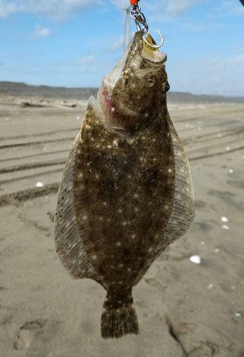 ソゲの釣果