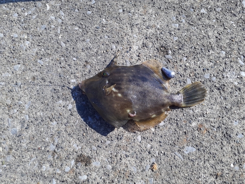 カワハギの釣果