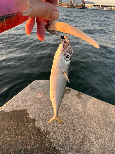 サバの釣果