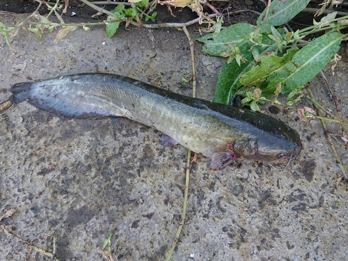 ナマズの釣果