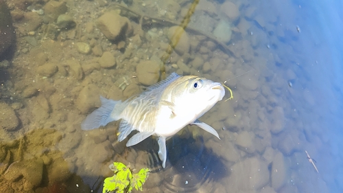 ヘラブナの釣果