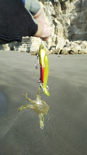 カニの釣果