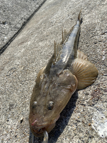 マゴチの釣果