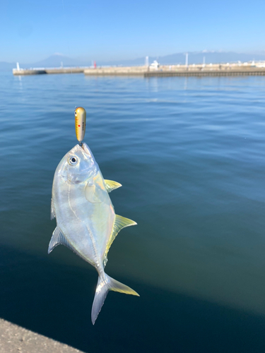 メッキの釣果