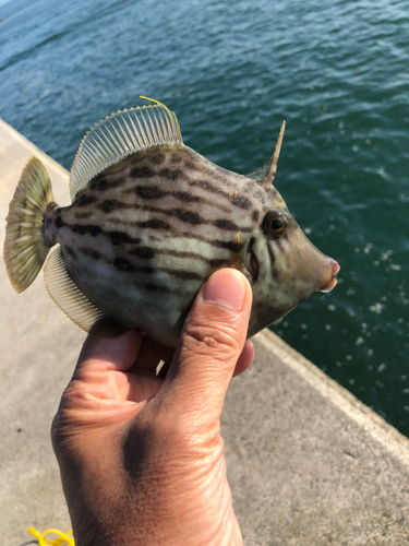 カワハギの釣果