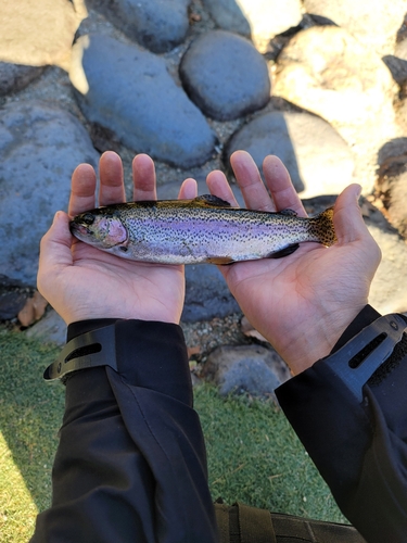 ニジマスの釣果