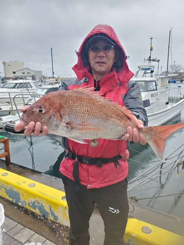 マダイの釣果