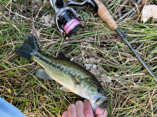 ラージマウスバスの釣果