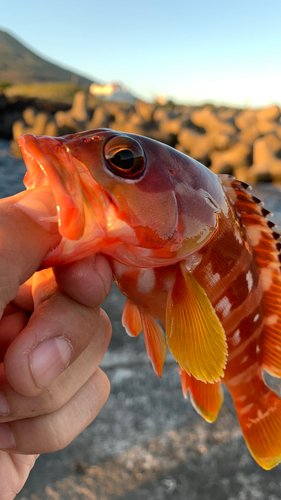 アカハタの釣果