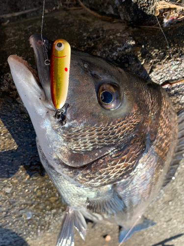 チヌの釣果