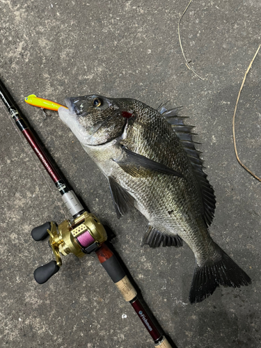 クロダイの釣果