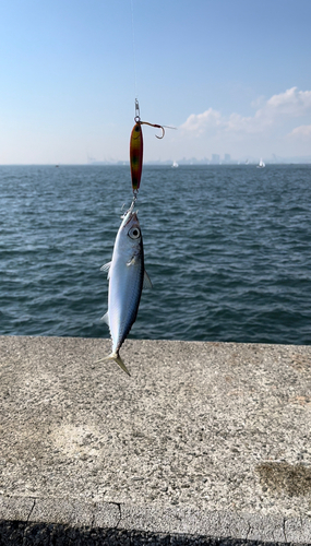 サバの釣果