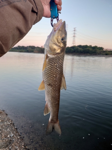 ニゴイの釣果