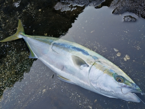 ハマチの釣果