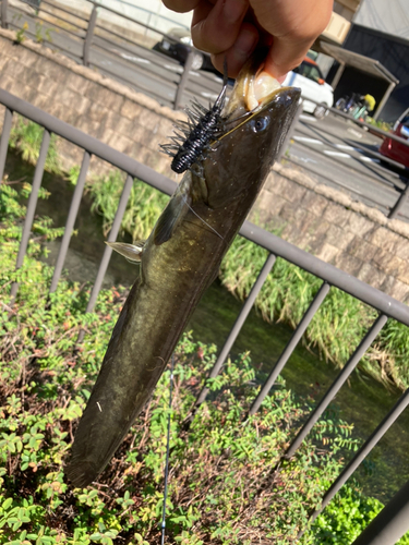 ナマズの釣果