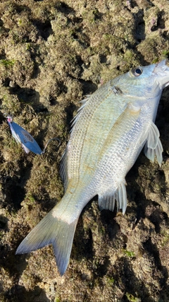 ミナミクロダイの釣果