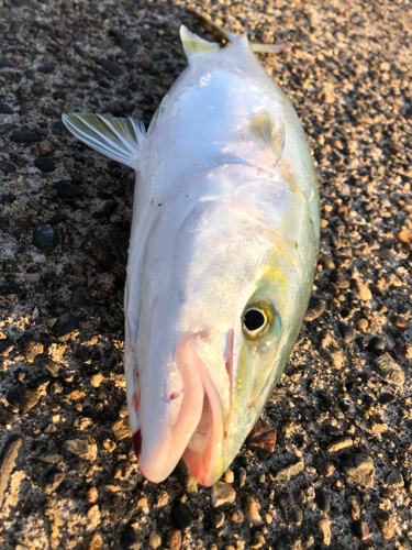 イナダの釣果