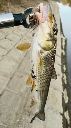 ニゴイの釣果