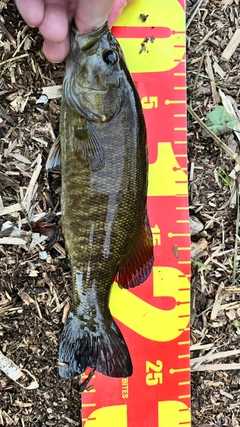 スモールマウスバスの釣果