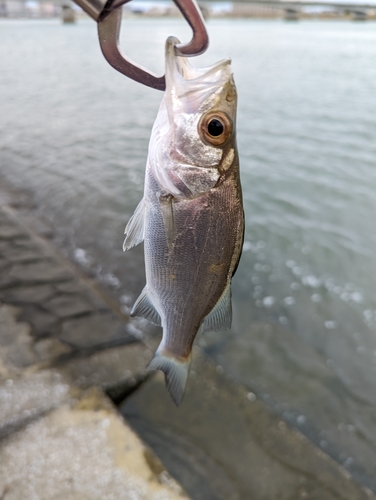 セイゴ（ヒラスズキ）の釣果