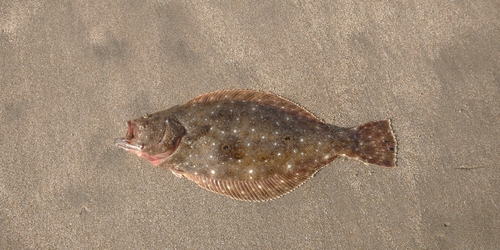 ソゲの釣果